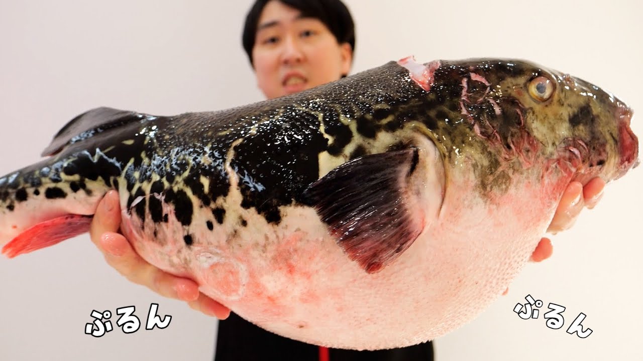 【過去一番】巨大トラフグのお腹からとんでもない物が飛び出してきた！