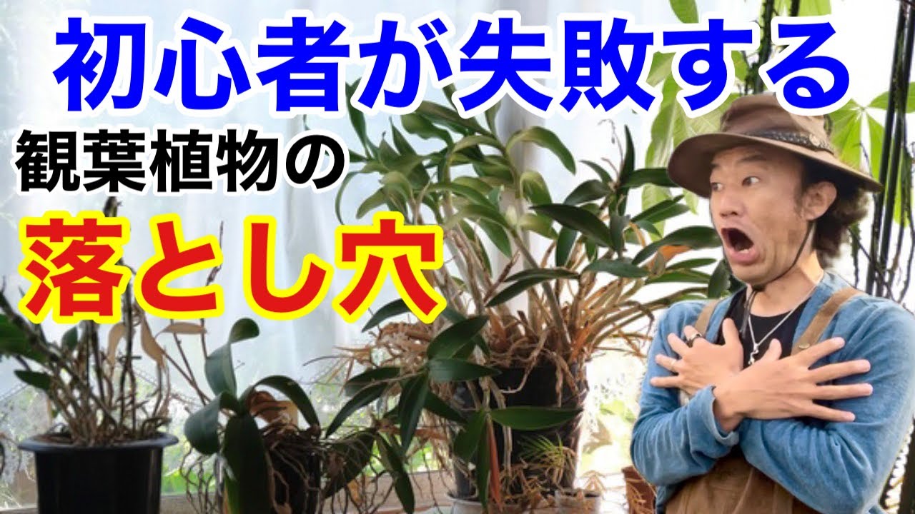 【コバエも出る】観葉植物知らずに買うと大変です　　　　【カーメン君】【ガーデニング】【園芸】【コバエ】【アース製薬】