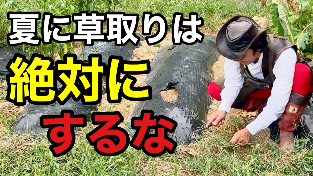 【雑草対策】夏にすぐに伸びる雑草は絶対とってはいけません【カーメン君】【草刈り】【鎌の選び方】【初心者】