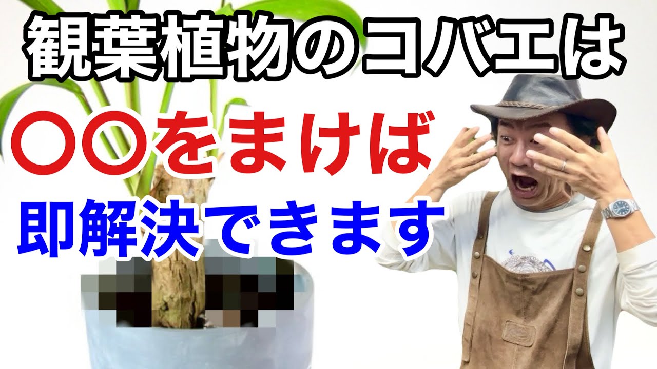 【夏に最適】 薬を使わず安全にコバエを発生させなくする方法教えます　          【カーメン君】【園芸】【観葉植物】【花ごころ】