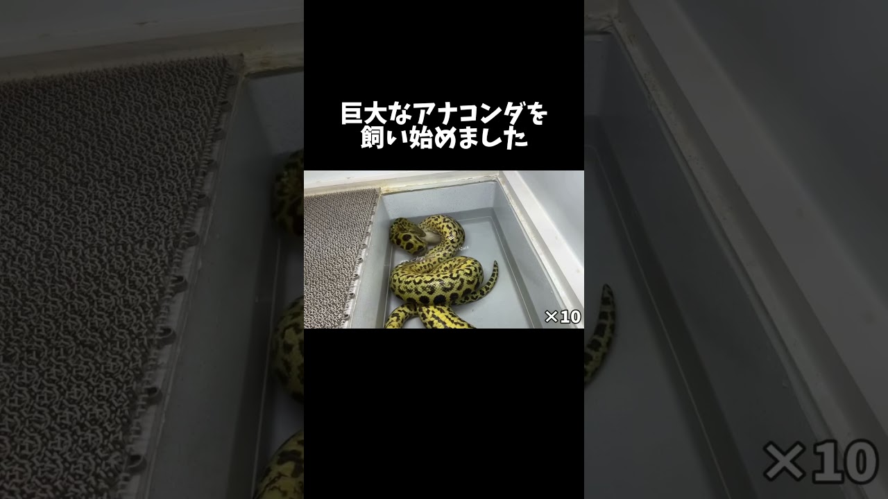 巨大なアナコンダの飼育を始めます #shorts