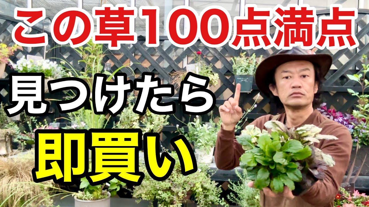【欲しいが詰まってる】アジュガがあなたに最適な3つの理由　　【カーメン君】【園芸】【ガーデニング】【初心者】