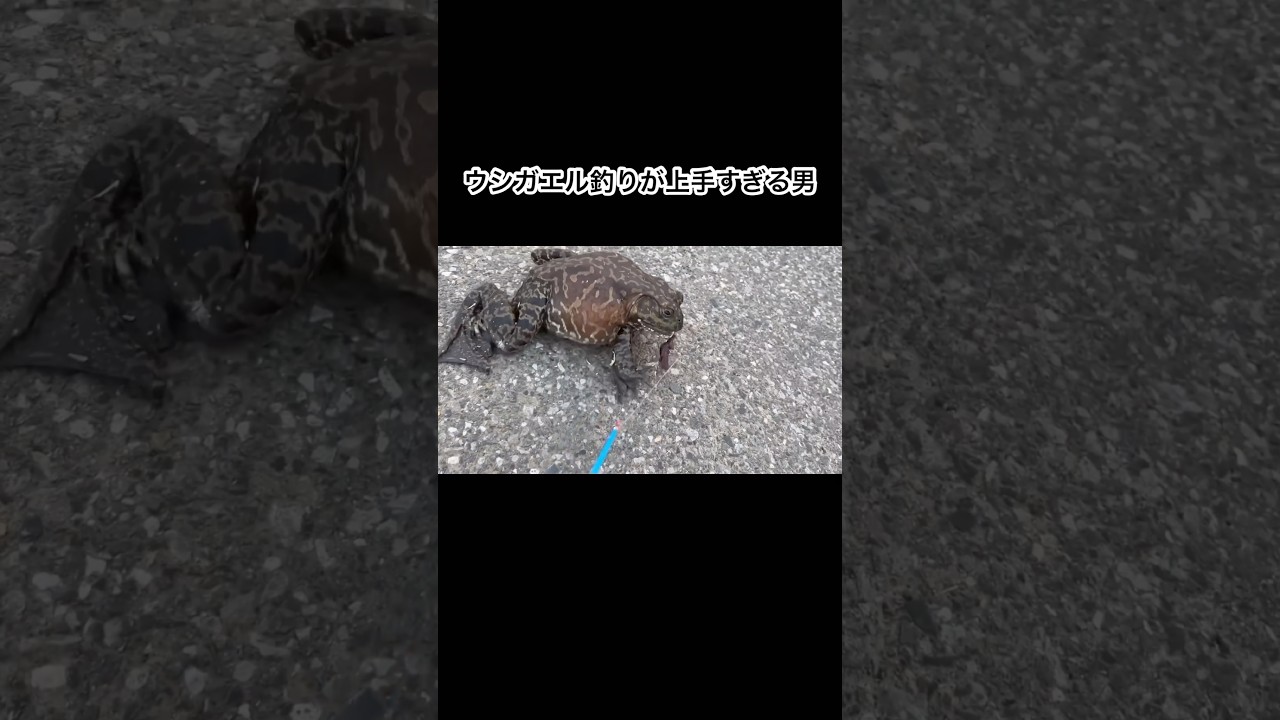 ウシガエル釣り上手すぎ　#shorts