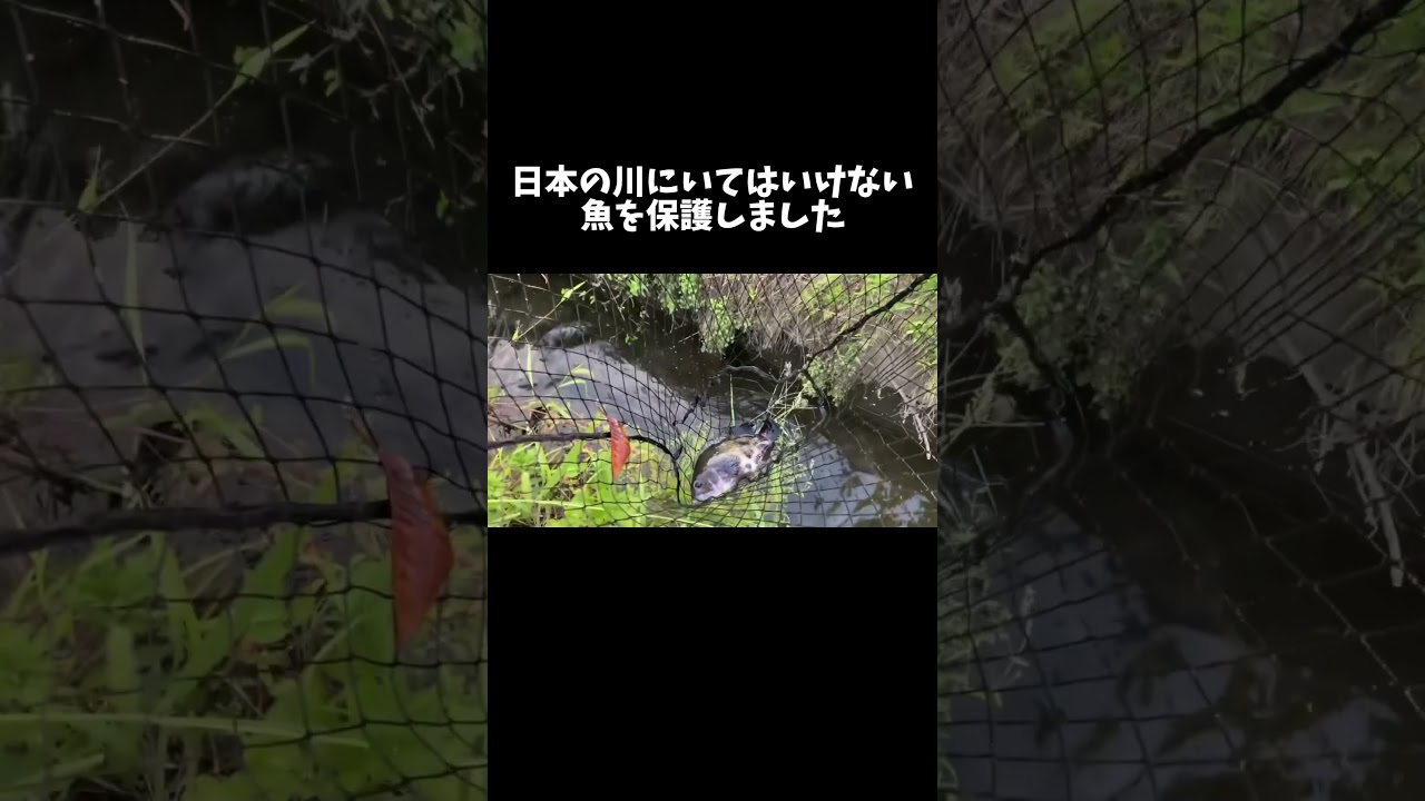 日本の川にいてはいけない魚を保護しました #shorts
