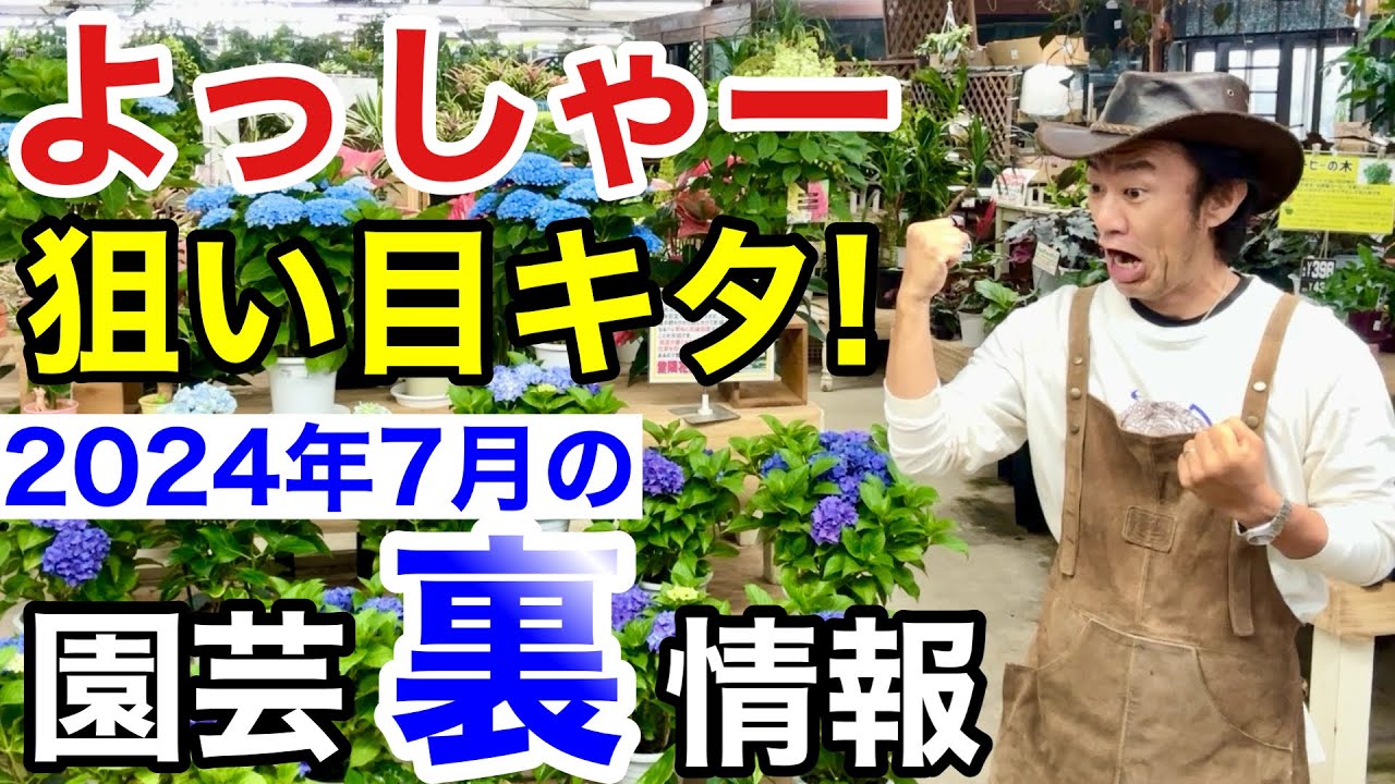 【チャンス到来】ここだけ狙えば7月は絶対に得します　　　　　　　　【カーメン君】【園芸】【ガーデニング】【初心者】