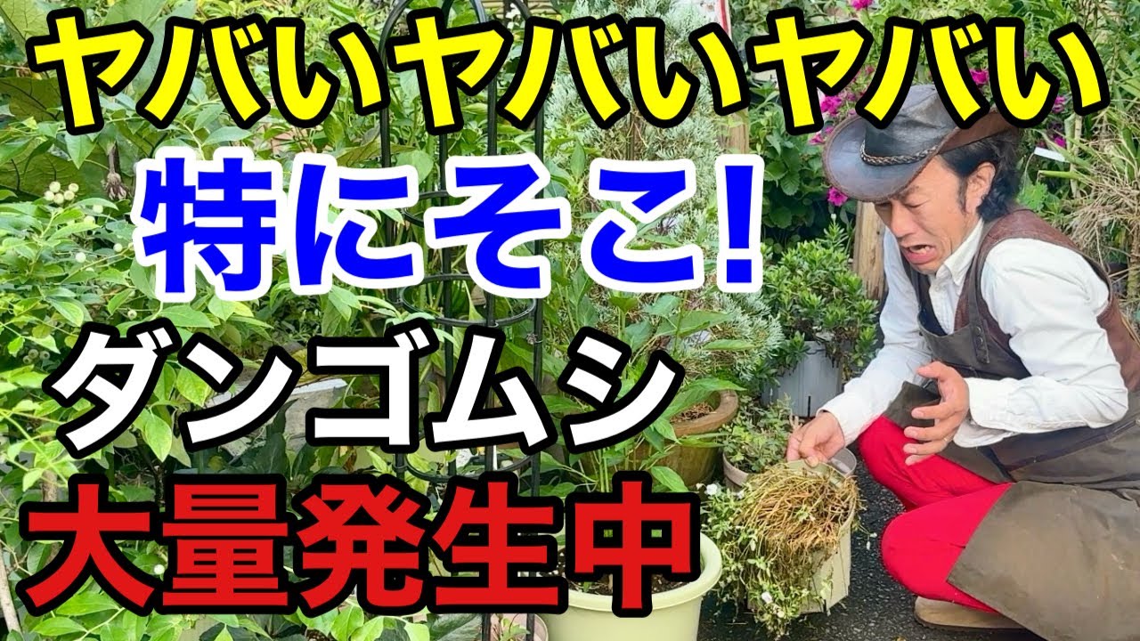 【植物を食べだす】ダンゴムシの賢い防ぎ方教えます　　　【カーメン君】【園芸】【ガーデニング】【初心者】
