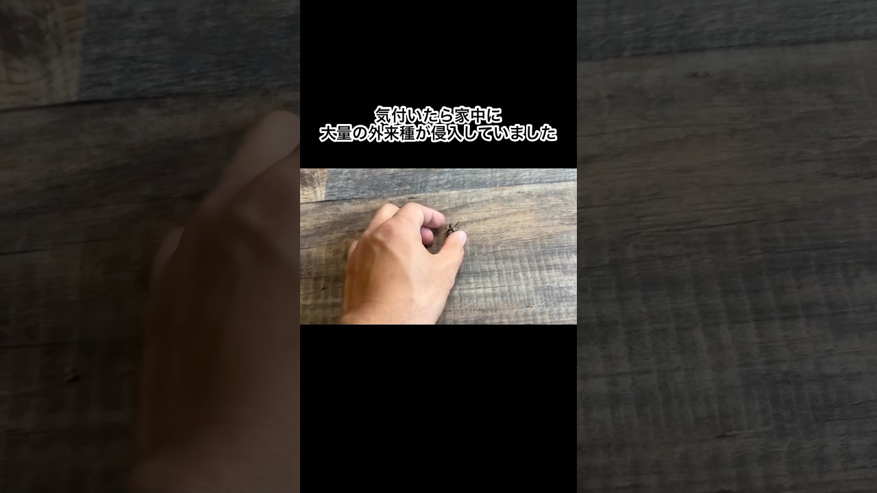 気付いたら家中に大量の外来種が侵入していました #shorts