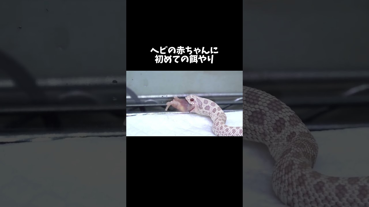 お迎えしたヘビの赤ちゃんに初めての餌やり #shorts