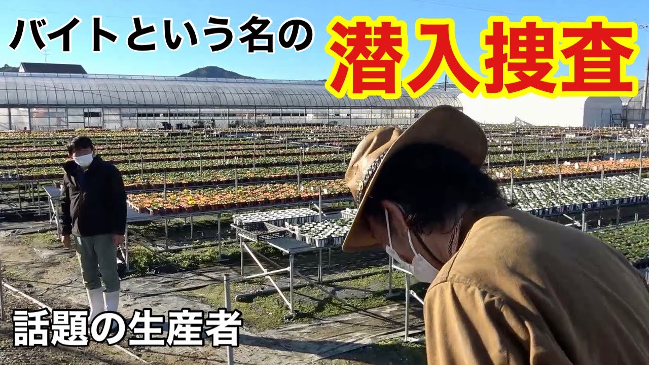 アルバイトに行ったらとんでもない事になりました　【見元園芸】【カーメン君】【園芸】【ガーデニング】