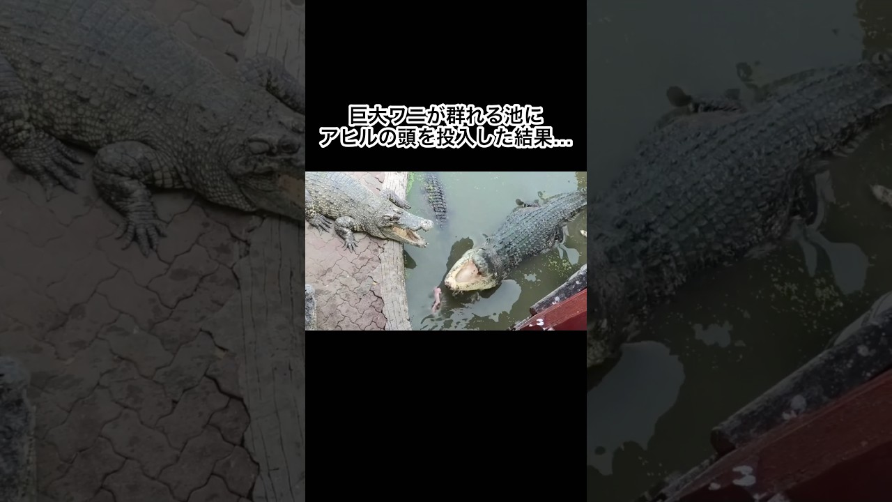 巨大ワニが群れる池にアヒルの頭を投入すると… #shorts