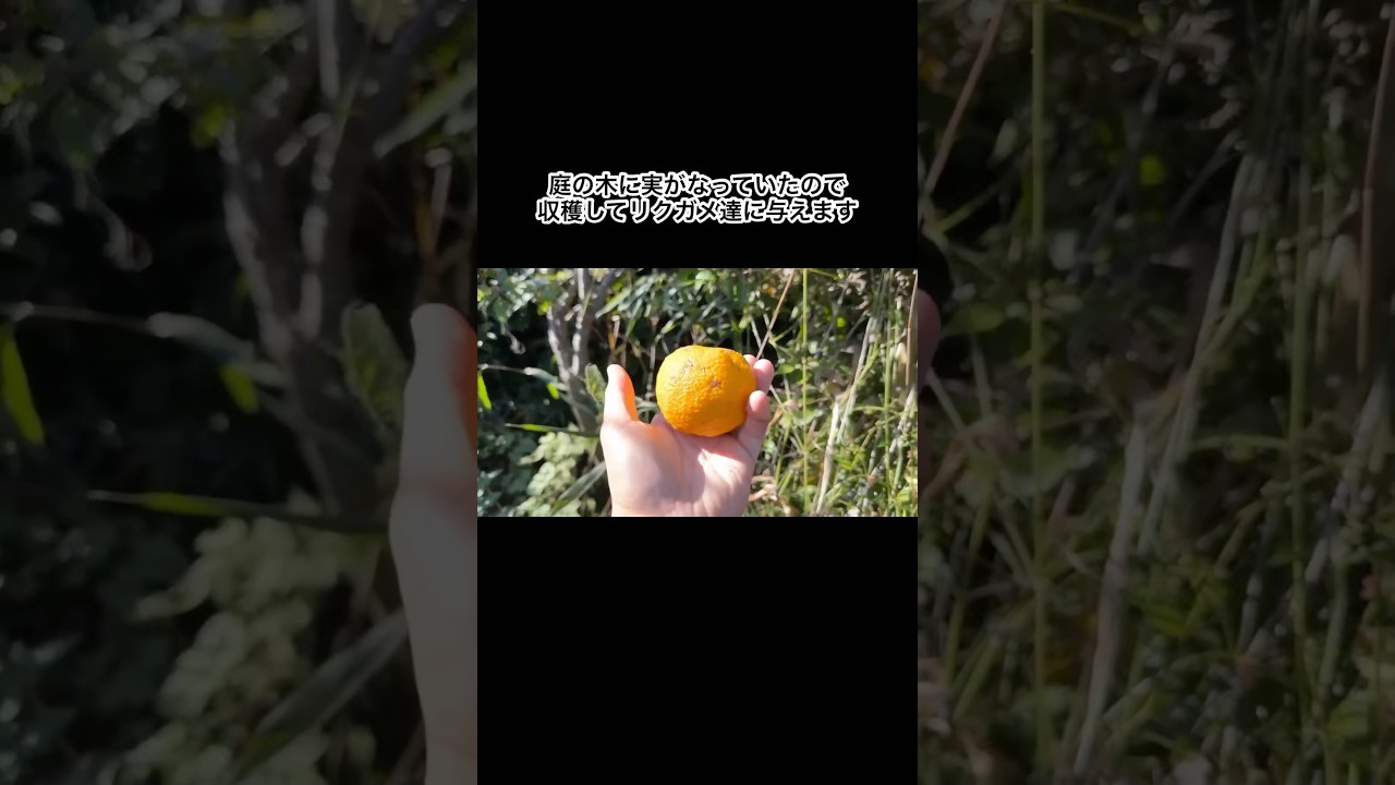 庭の木に大量のリクガメの餌がなっていたので収穫して与えます　#shorts