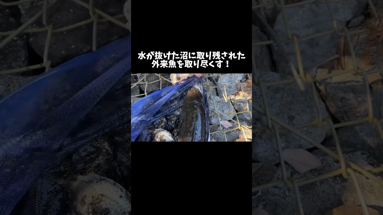 水が抜けた沼に取り残された魚を取り尽くす！ #shorts