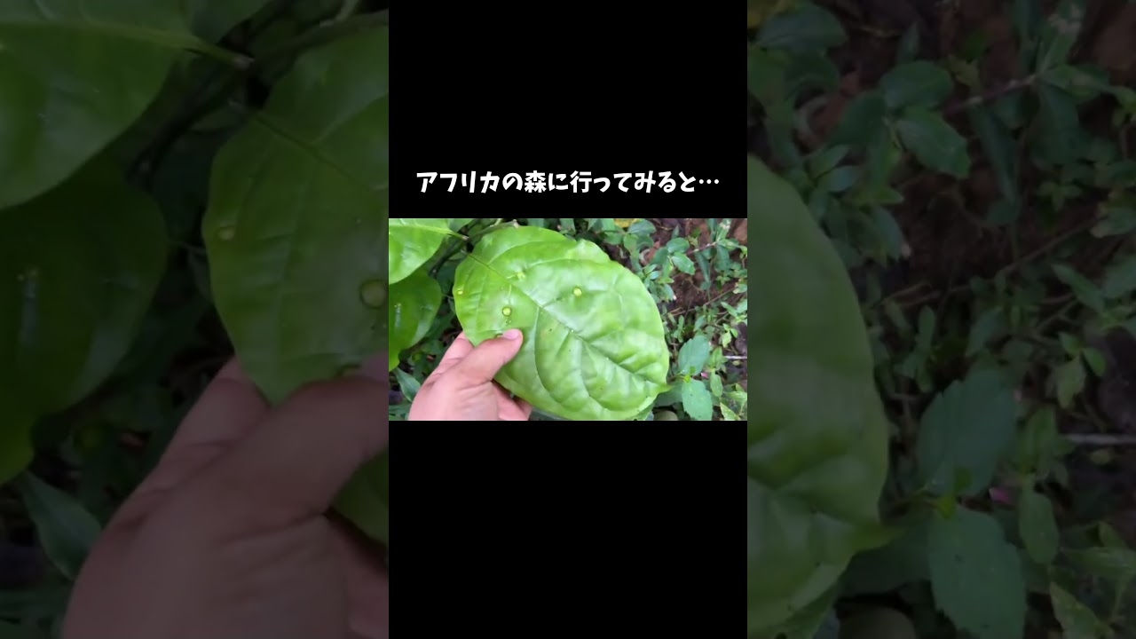 アフリカの森に行ってみると… #shorts
