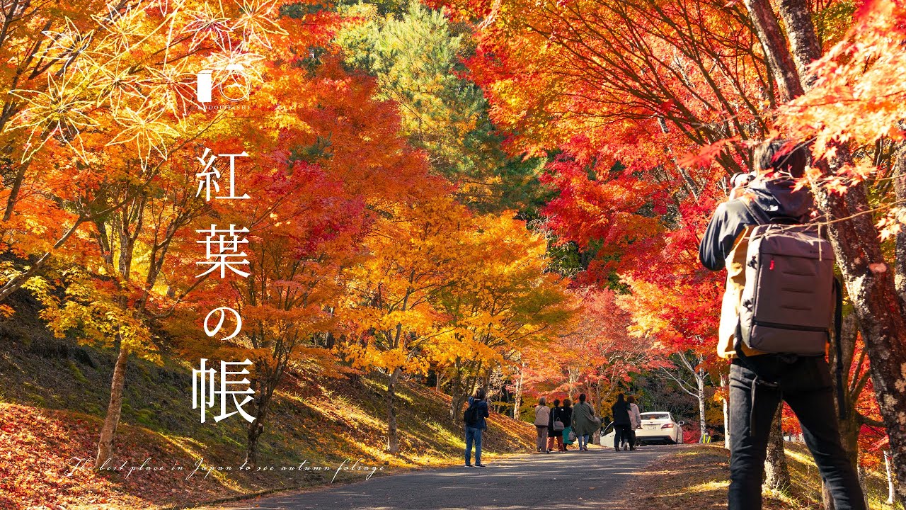 【もみじ湖】日本一！紅葉の名所のもみじが凄かった｜盛秋｜4K HDR