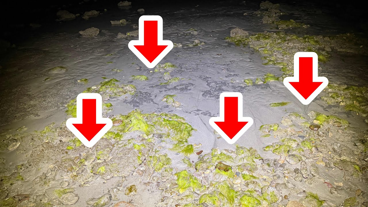 沖縄の夜の浜辺を歩くと大量の"お宝"が落ちていました