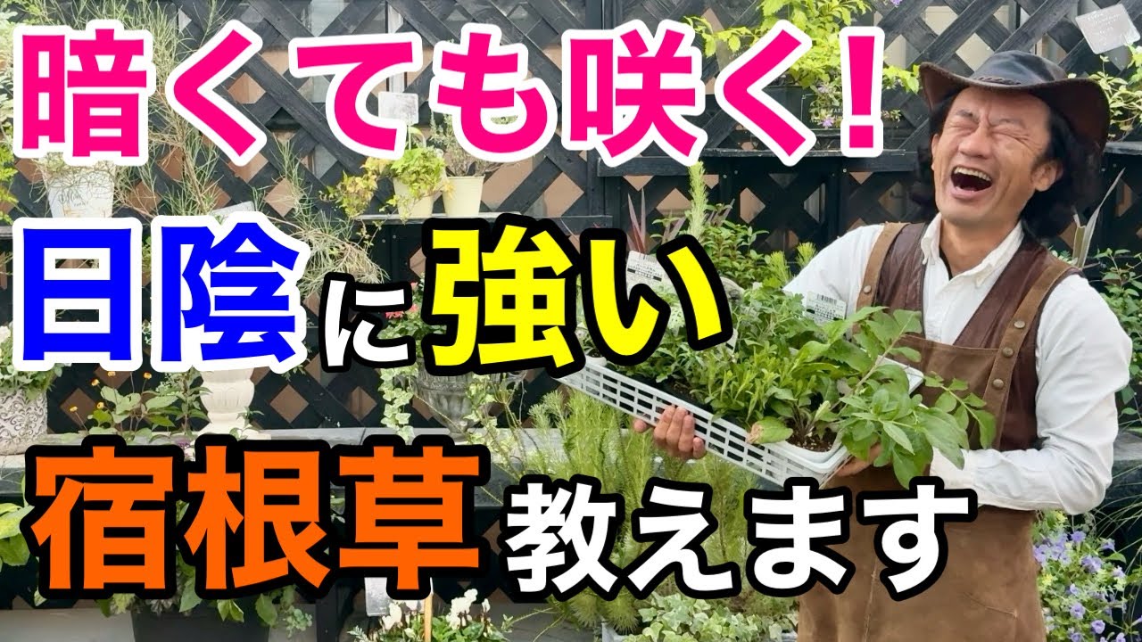 【日陰にお悩みの方必見】今日からあなたの庭が華やかに生まれ変わります　　【カーメン君】【園芸】【おすすめ】【宿根草】