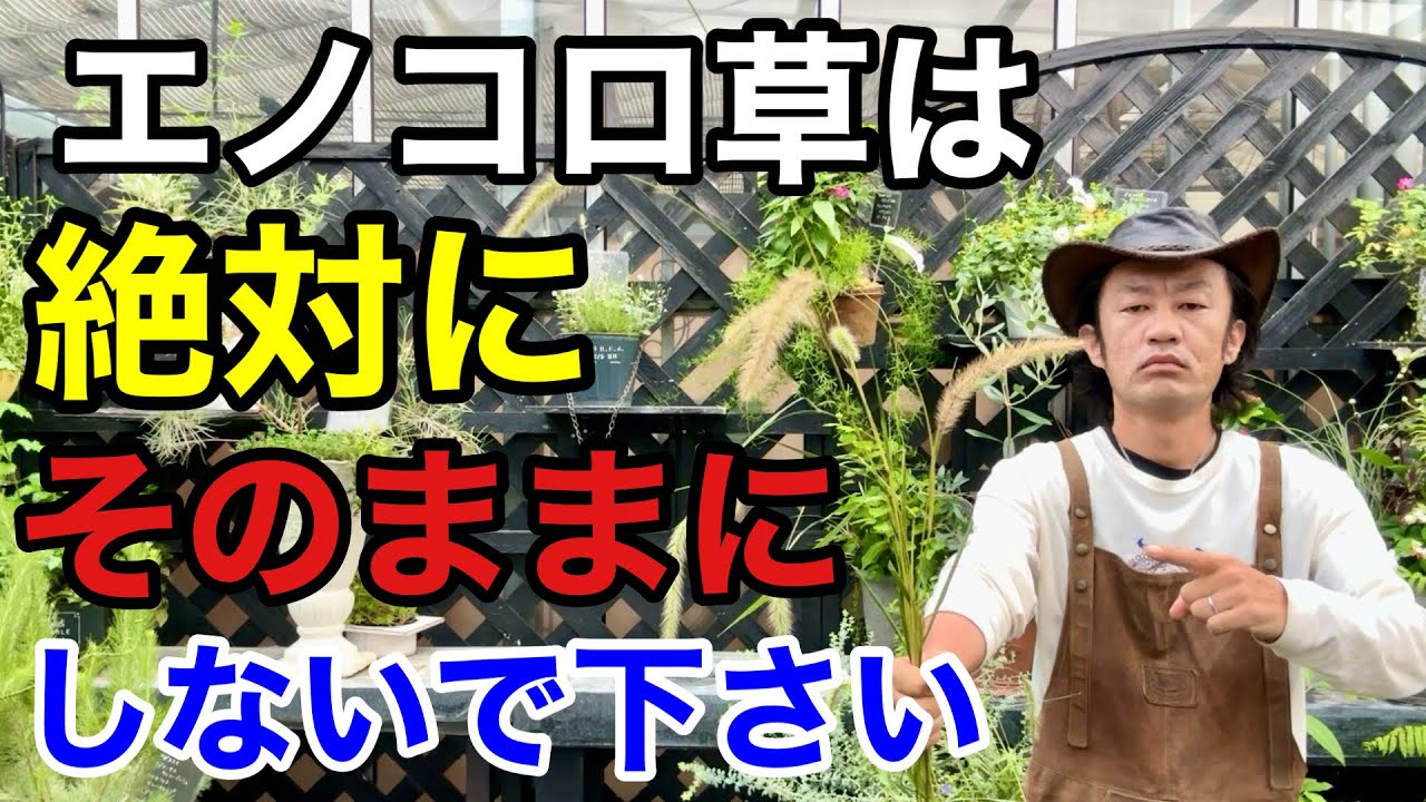 【目からウロコ】エノコロ草の驚くべき活用法教えます　　【カーメン君】【園芸】【駆除】【雑草】
