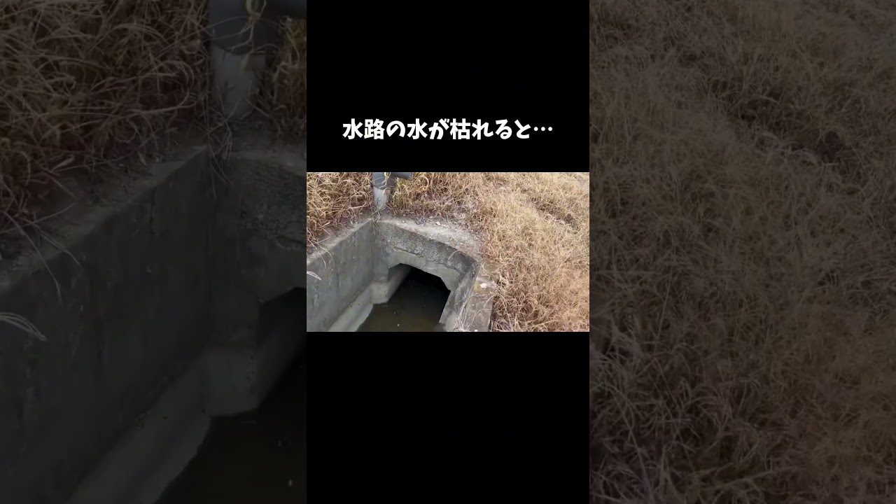 水路の水が枯れると… #shorts