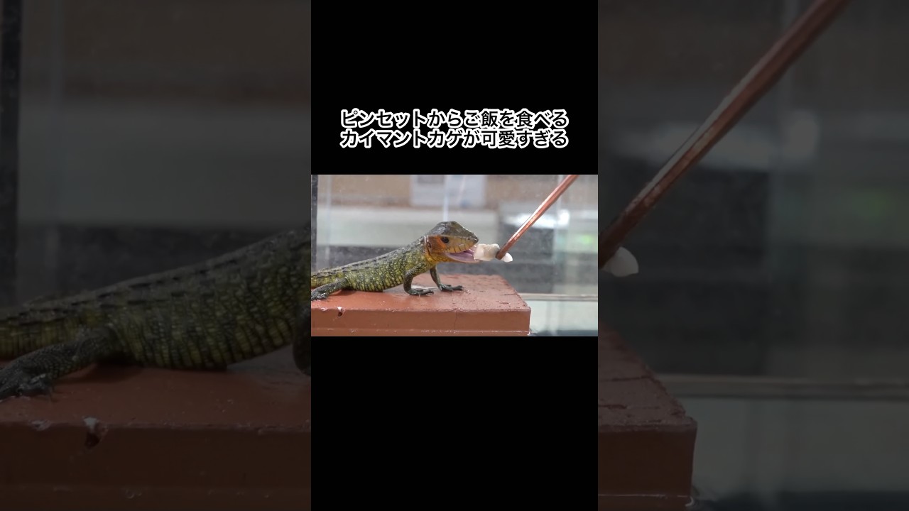 ピンセットからご飯を食べるカイマントカゲが可愛すぎる #shorts