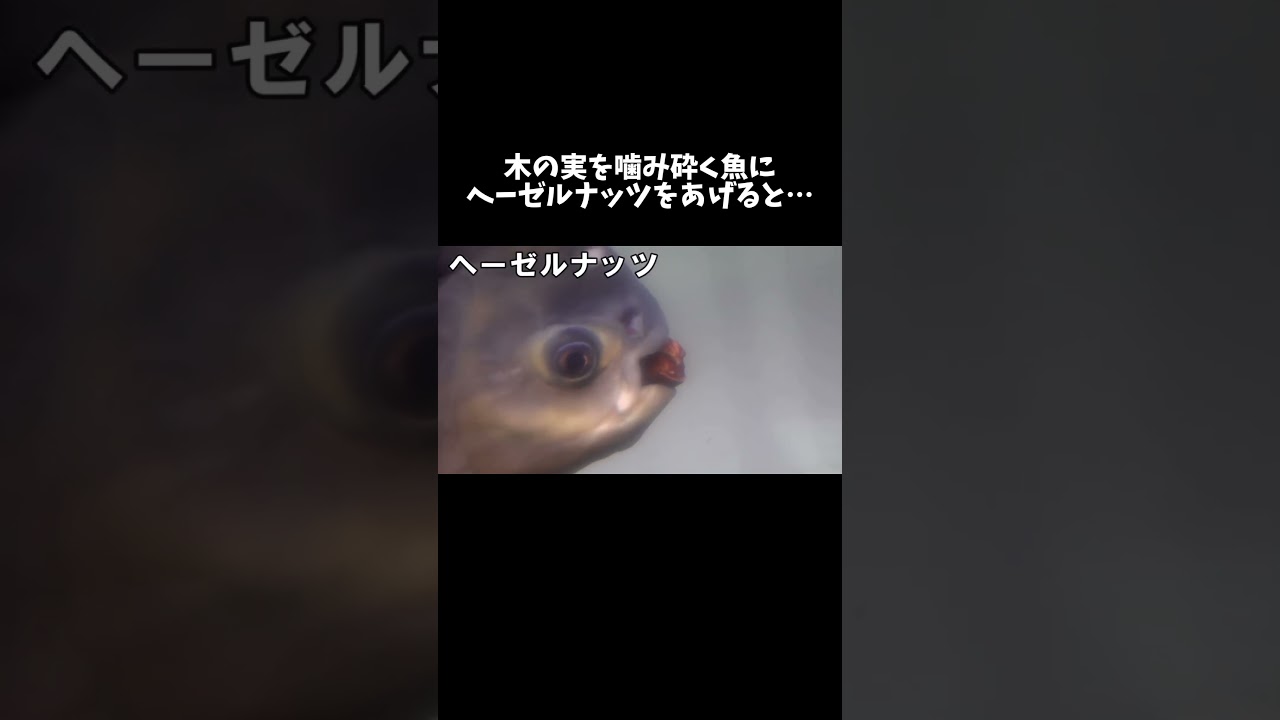 木の実を噛み砕く魚にヘーゼルナッツをあげると… #shorts