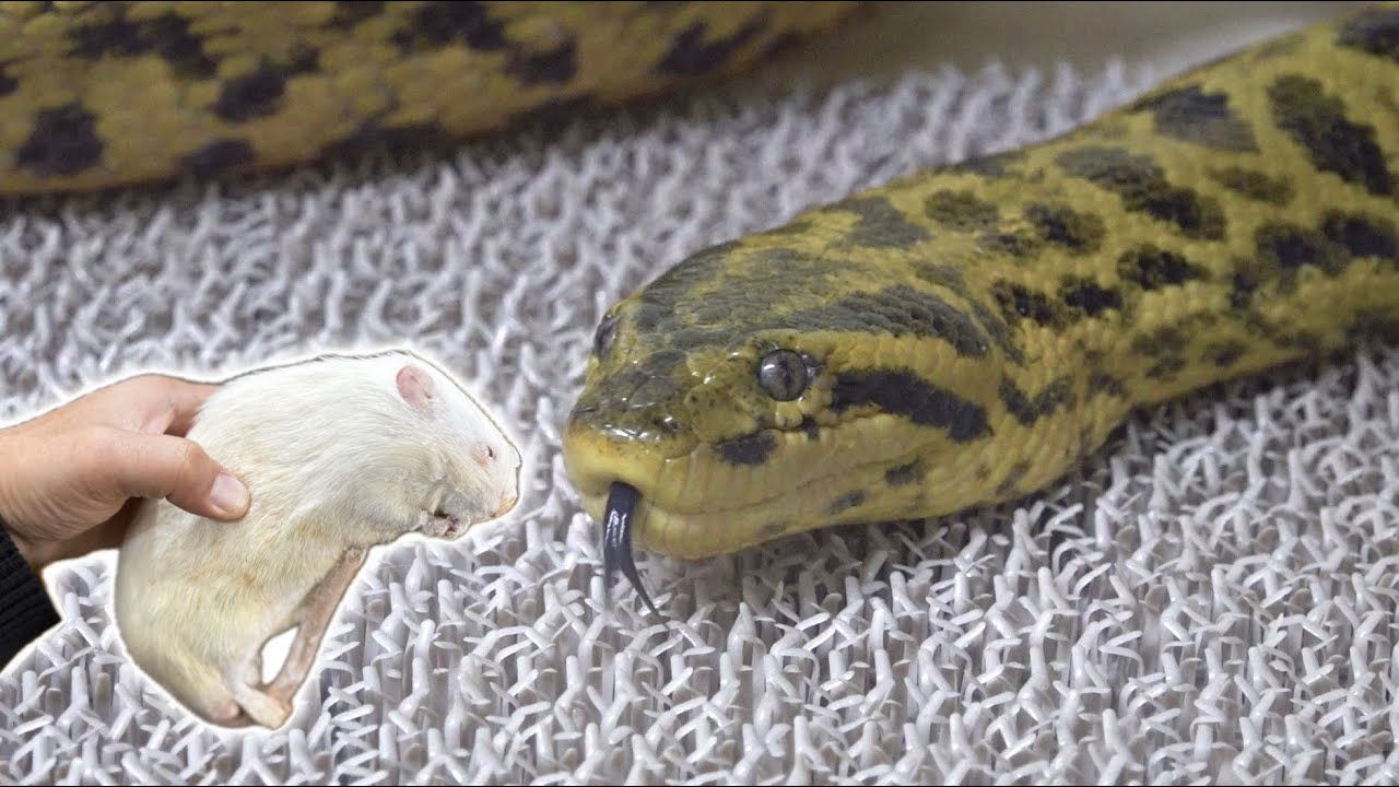 ヘビ年になったので３mのアナコンダに500gの巨大ネズミを与えます