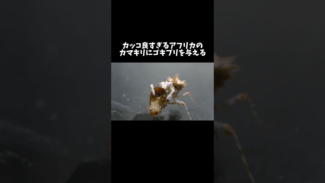 カッコ良すぎるアフリカのカマキリにゴキブリを与える　#shorts