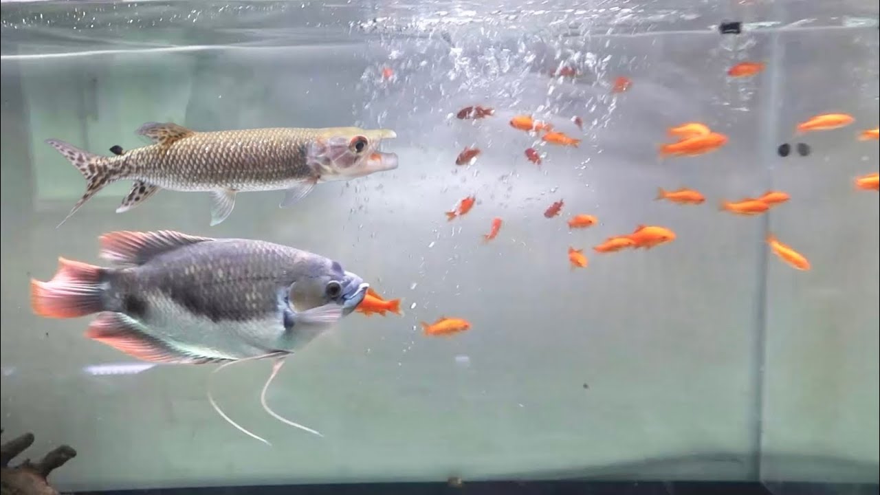 腹ペコの肉食魚が群れる水槽に大量の生きた金魚を投入・・・！
