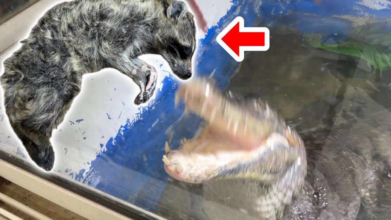 害獣駆除で捕獲されたアライグマを腹ペコのワニに与える