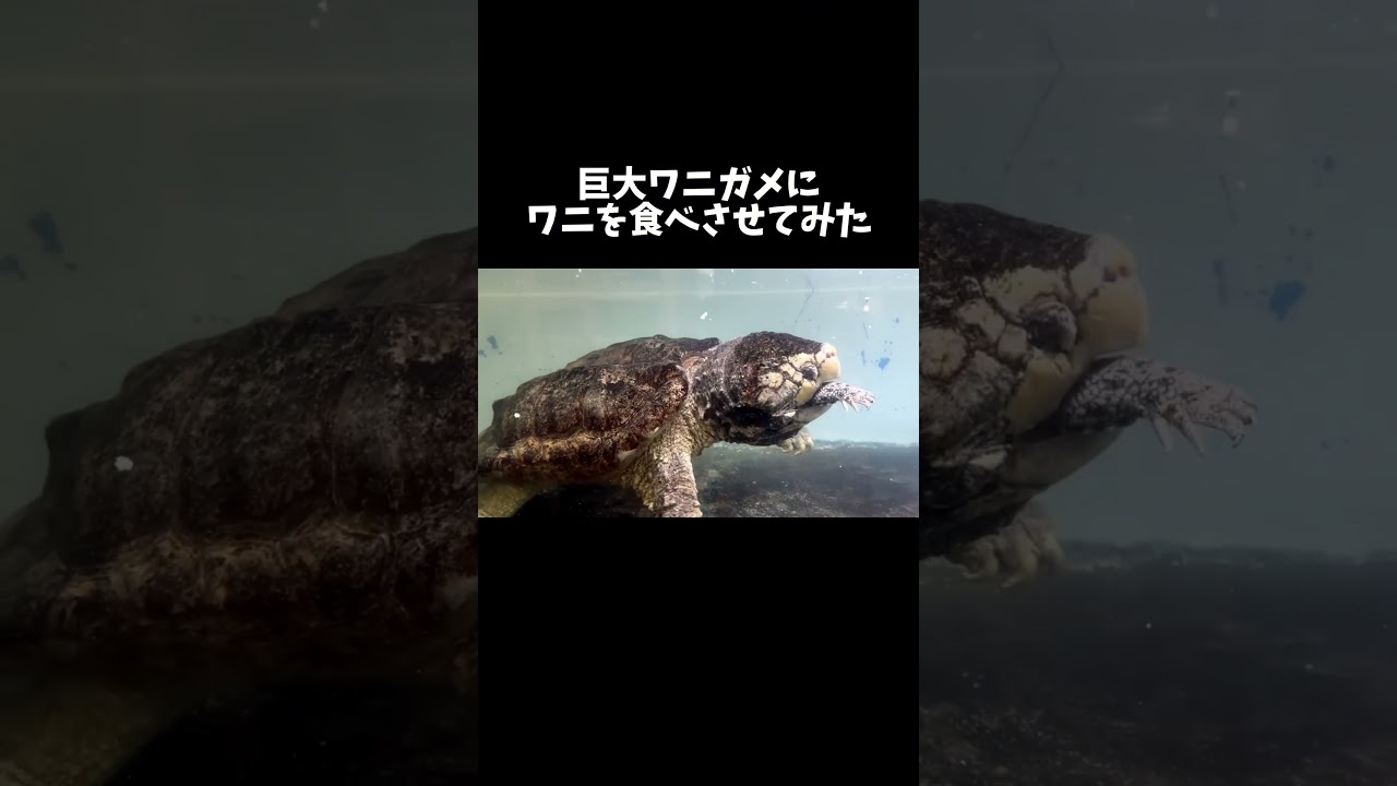 巨大ワニガメにワニを食べさせてみた #shorts