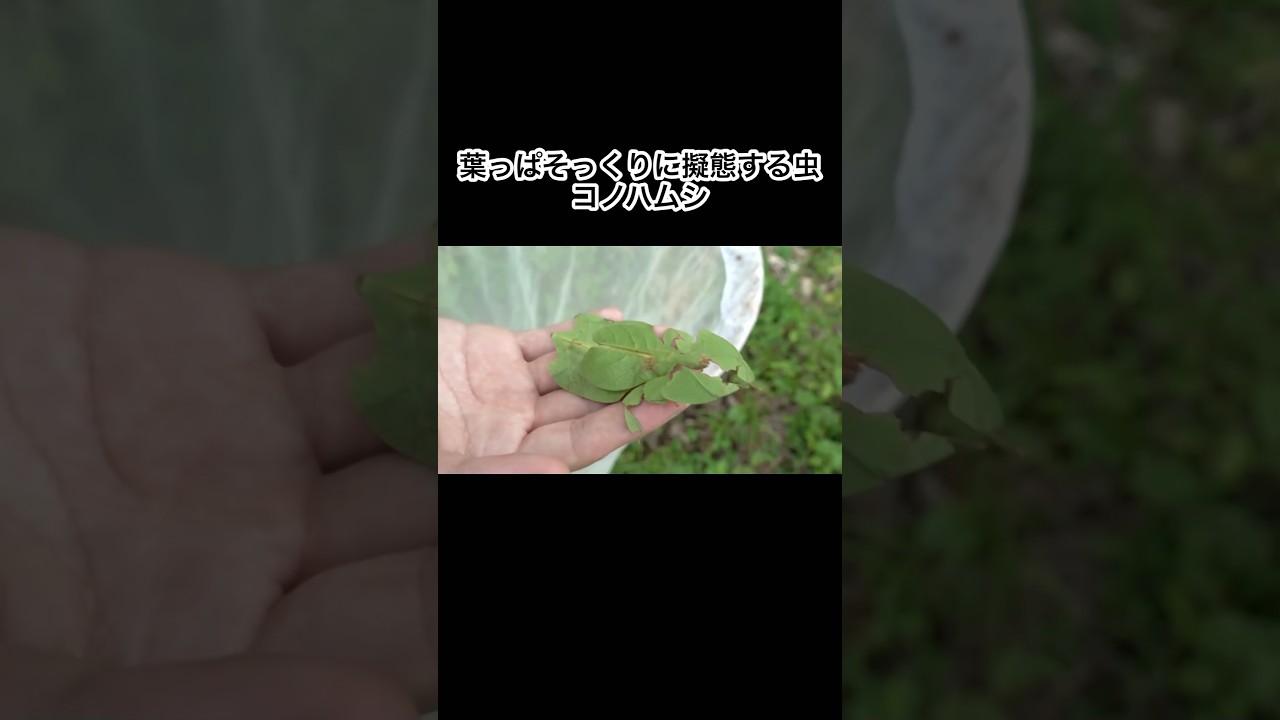 葉っぱそっくりに擬態する虫、コノハムシ！　#shorts