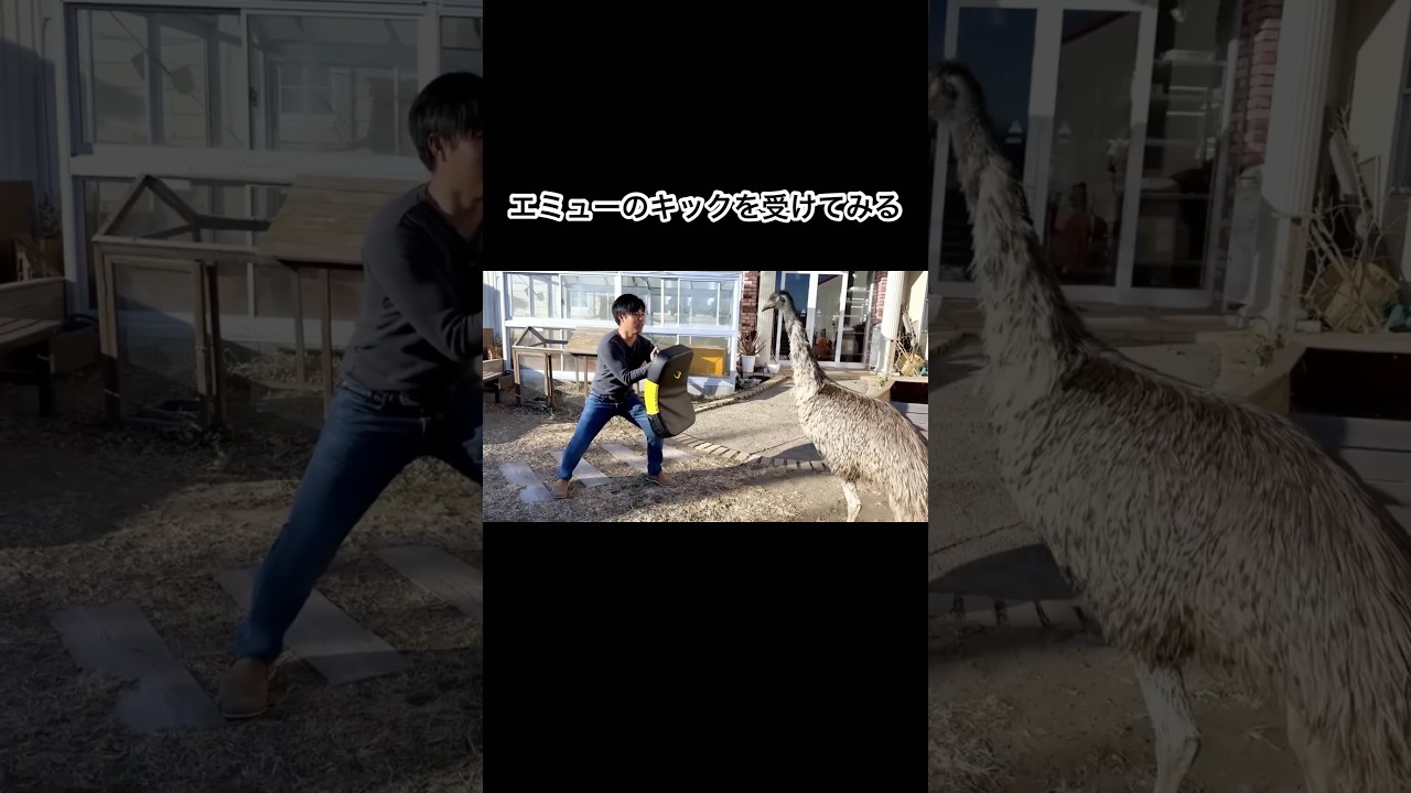 エミューのキックを受けてみる #shorts