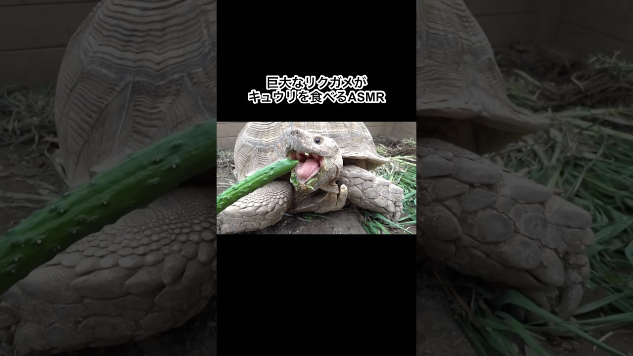 巨大なリクガメがキュウリをボリボリ食べる　#shorts #asmr