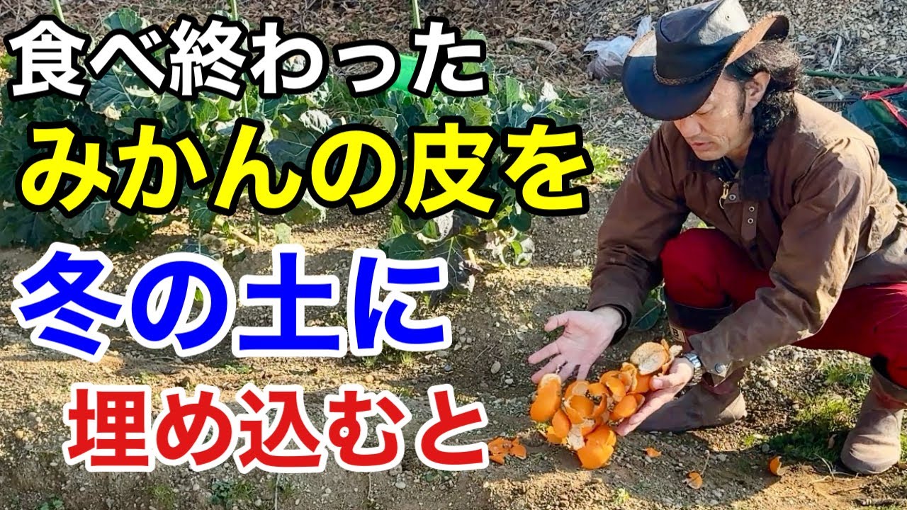 【目からウロコ】ミカンの皮を埋めると春からの植物がみるみる育ちます　　　【カーメン君】【土づくり】【家庭菜園】【生ゴミ】