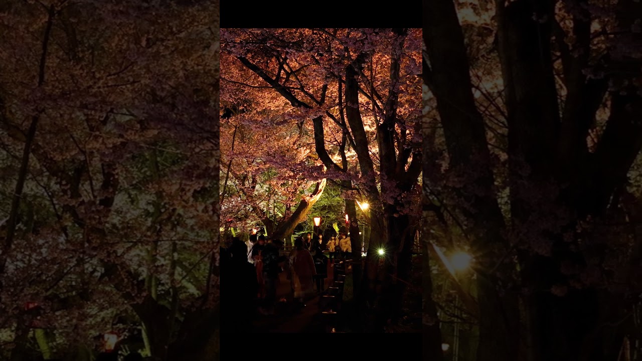 高遠城址公園1500本の夜桜 #shorts