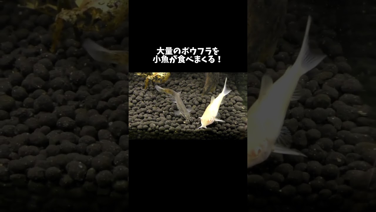 大量のボウフラを小魚が食べまくる！ #shorts