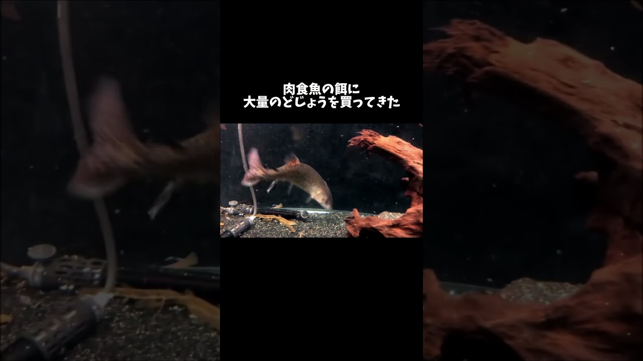 どじょう500匹を肉食魚の餌に買ってきた #shorts