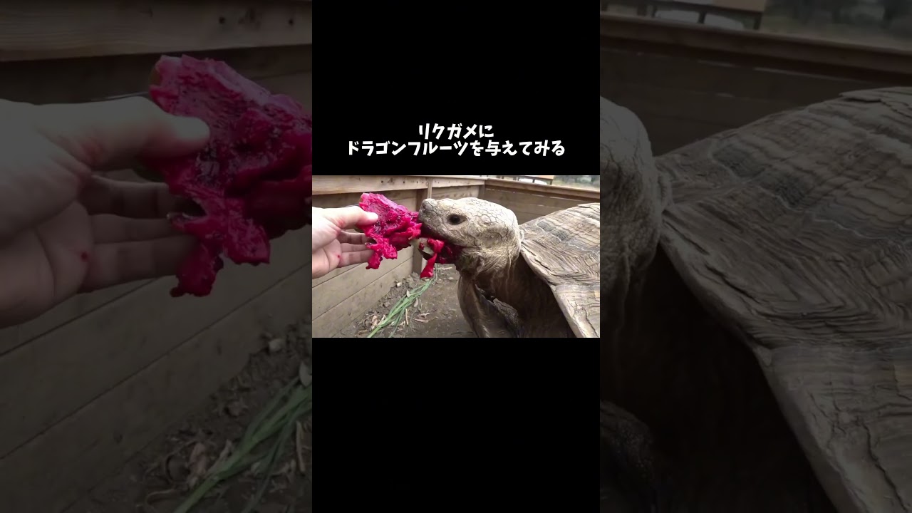 リクガメにドラゴンフルーツを与えてみると　#shorts