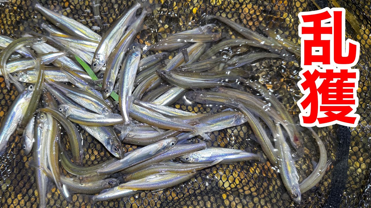 琵琶湖で大量繁殖する外来魚を乱獲してペットの餌にします