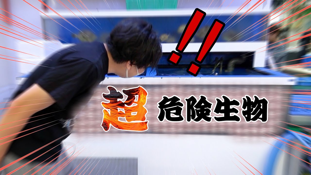 市場の水槽に大量にうごめいている【ヤバい】魚買ってみた。
