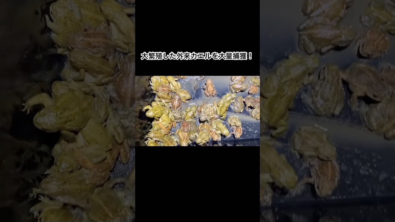 大繁殖した外来カエルを大量捕獲！　#shorts