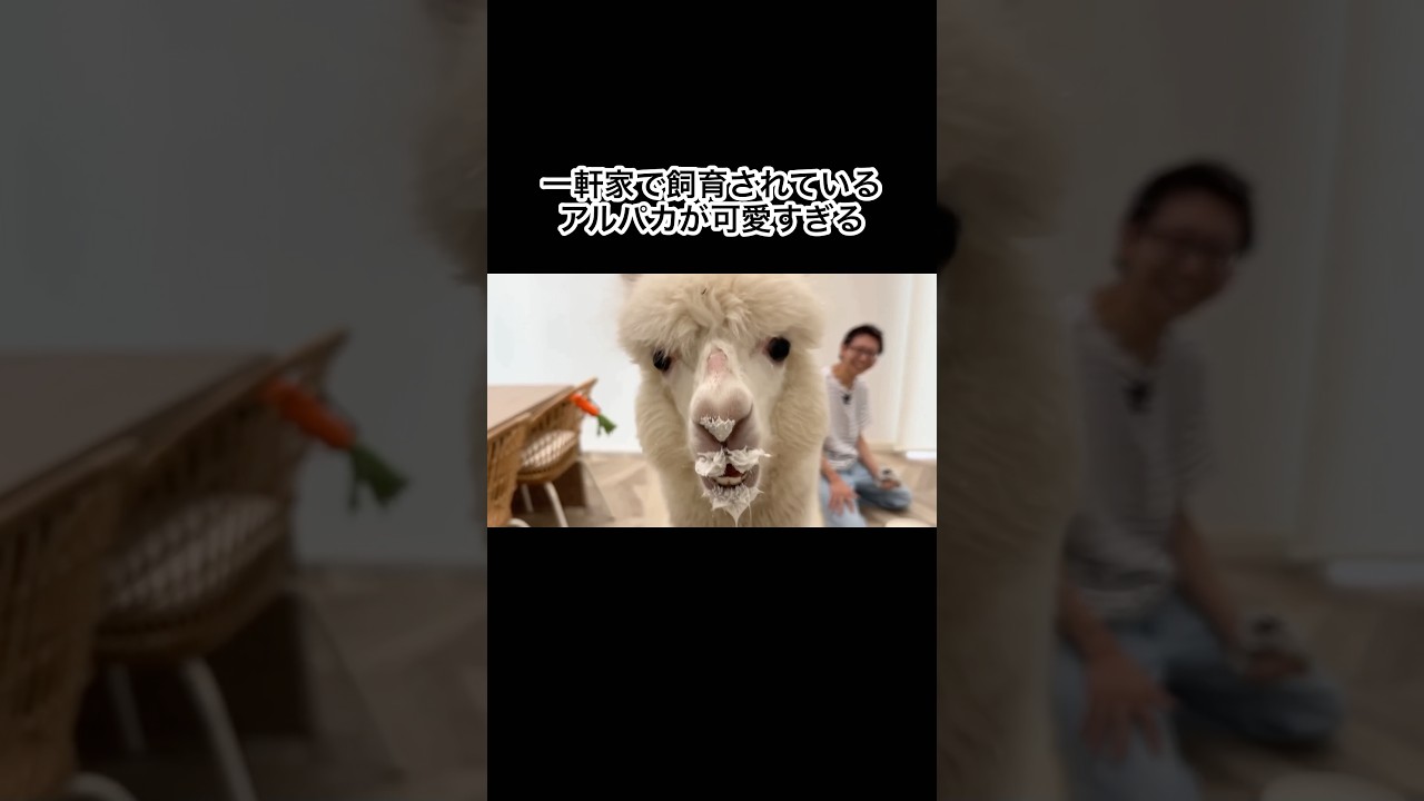 一軒家で飼育されているアルパカが可愛すぎる #shorts