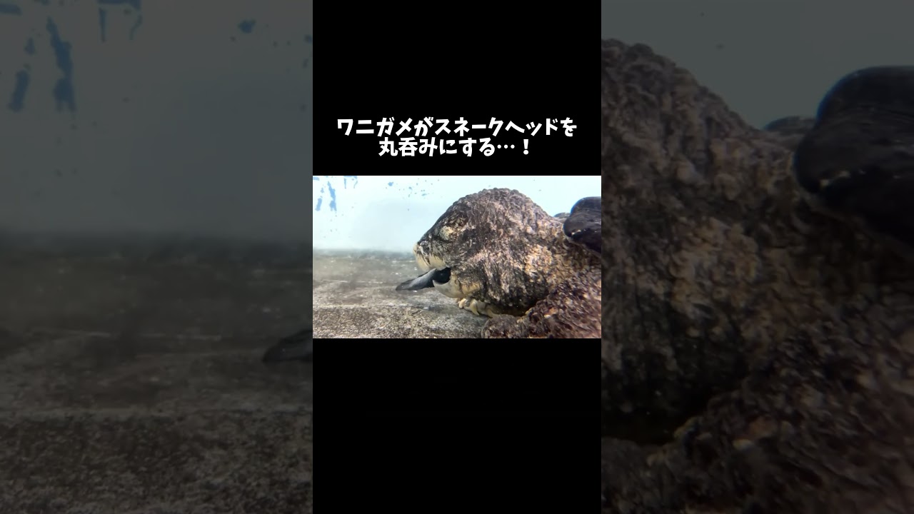 ワニガメがスネークヘッドを丸呑みにする…！#shorts