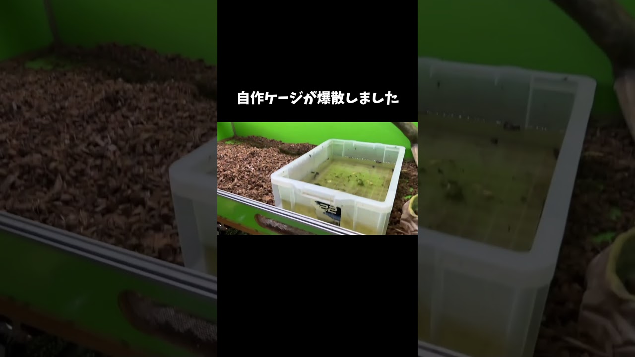 自作ケージが爆散しました #shorts