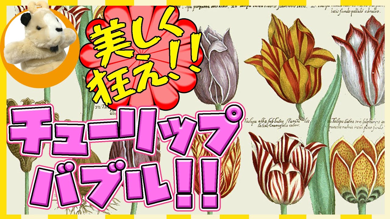 【球根１個が3000万円!?】400年前に起きた信じられないチューリップバブル！なぜ人々はチューリップを欲した!?