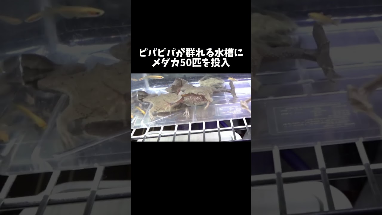 ピパピパが群れる水槽にメダカ50匹を投入 #shorts