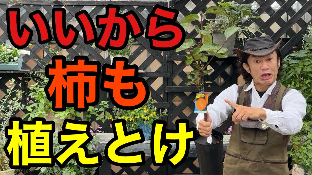 【医師いらず】実は柿はとんでもなく優れた果樹なんです　　【カーメン君】【園芸】【ガーデニング】【初心者】