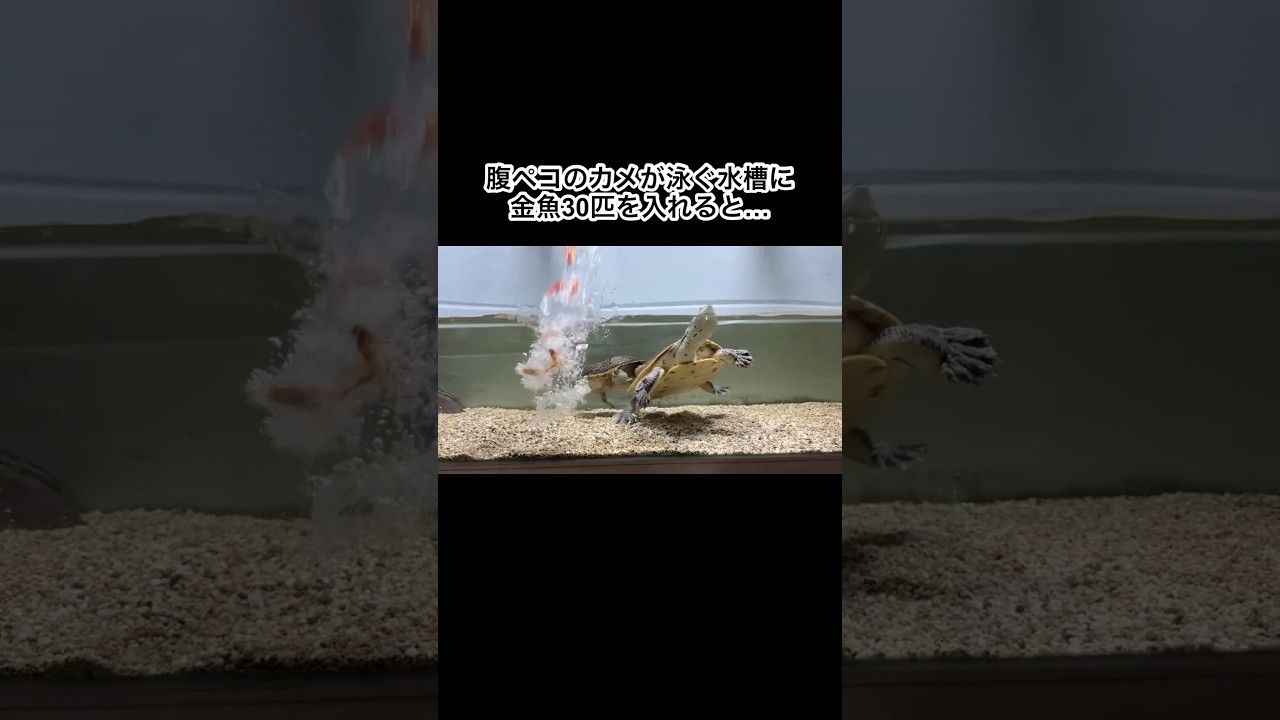 腹ペコのカメが泳ぐ水槽に金魚30匹を投入！　#shorts