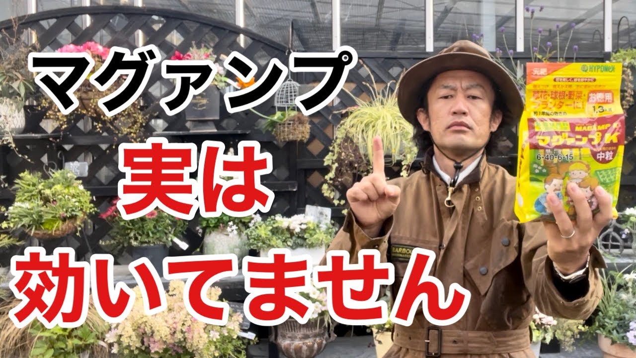 【これが真実】No.1肥料　マグァンプこうしないと効きません　【カーメン君】【園芸】【ガーデニング】【初心者】【ハイポネックス】
