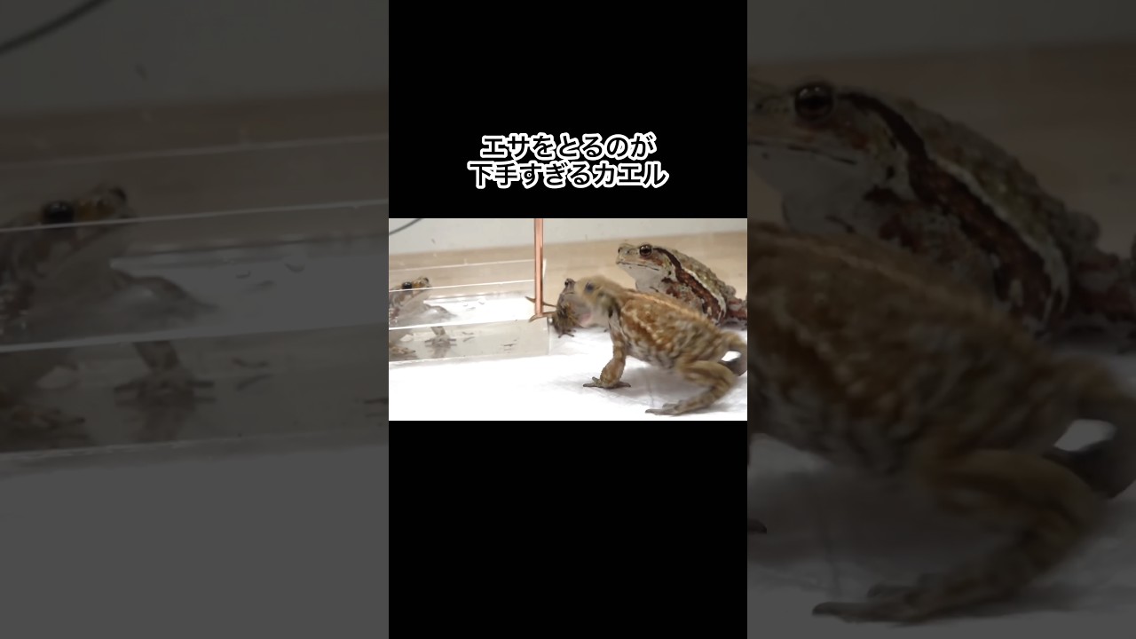 エサをとるのが下手すぎるカエル　#shorts