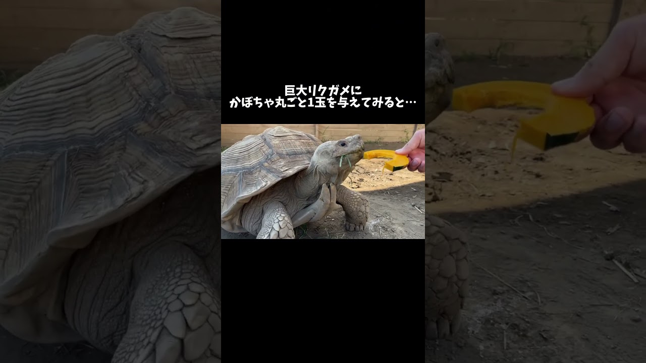 巨大リクガメにかぼちゃ丸ごと1玉与えてみた結果… #shorts